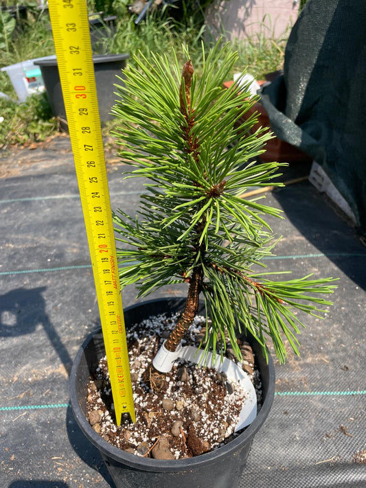 Pinus contorta 'Taylor's Sunburst' - 30 cm