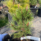 Pinus contorta 'Willow Creek'