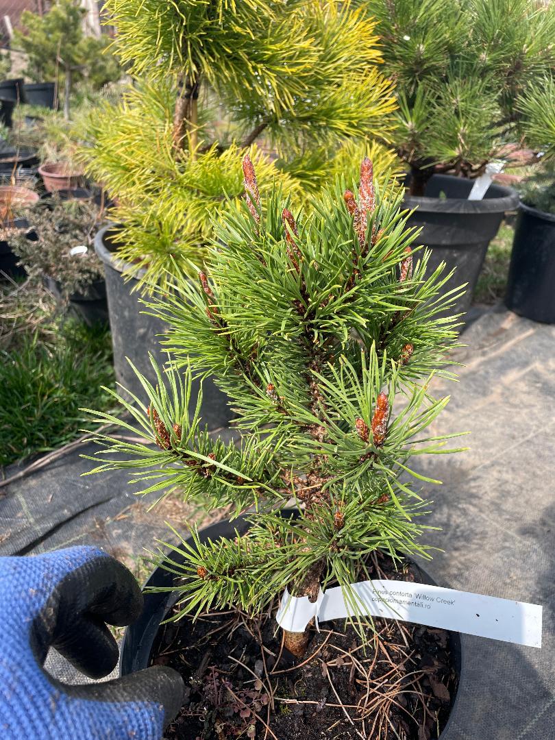 Pinus contorta 'Willow Creek'