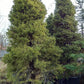 ’Brad Conic’ Molid - Picea Glauca Conica