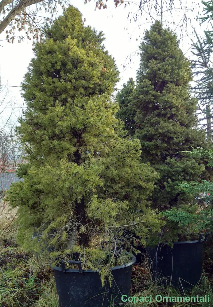 ’Brad Conic’ Molid - Picea Glauca Conica