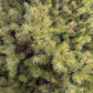 ’Brad Conic’ Molid - Picea Glauca Conica