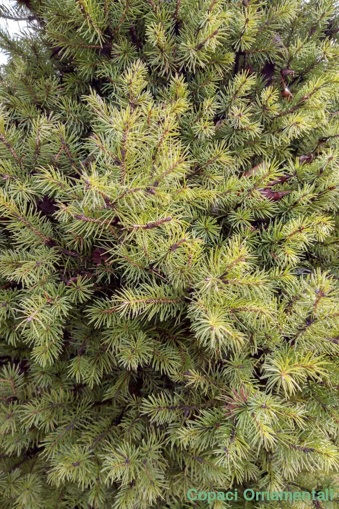 ’Brad Conic’ Molid - Picea Glauca Conica