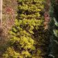 ’Brad Conic’ Molid - Picea Glauca Conica