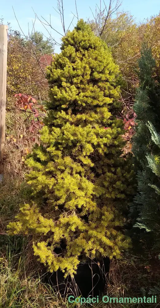 ’Brad Conic’ Molid - Picea Glauca Conica