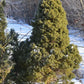 ’Brad Conic’ Molid - Picea Glauca Conica