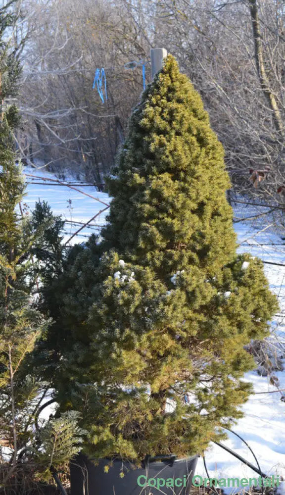 ’Brad Conic’ Molid - Picea Glauca Conica