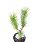 Pinus contorta 'Chief Joseph' - 30-40 cm, 40-50 cm