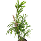 Cryptomeria japonica 'Kyara Gold' - 60-70 cm