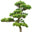 Copaci Ornamentali logo