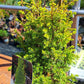 Juniperus communis 'Gold Cone' 30-40 cm