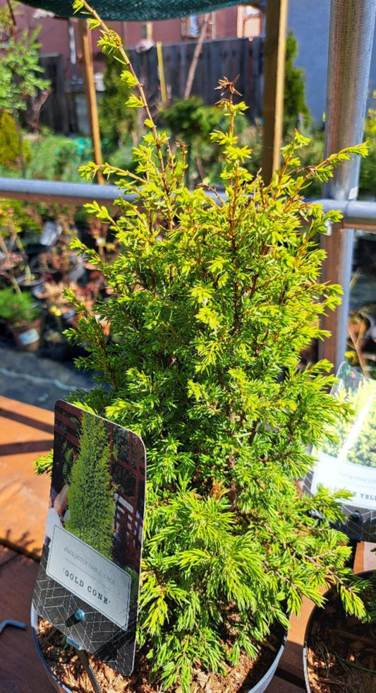 Juniperus communis 'Gold Cone' 30-40 cm