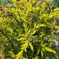 Juniperus Communis ’Gold Cone’ (Gold Cone Juniper)