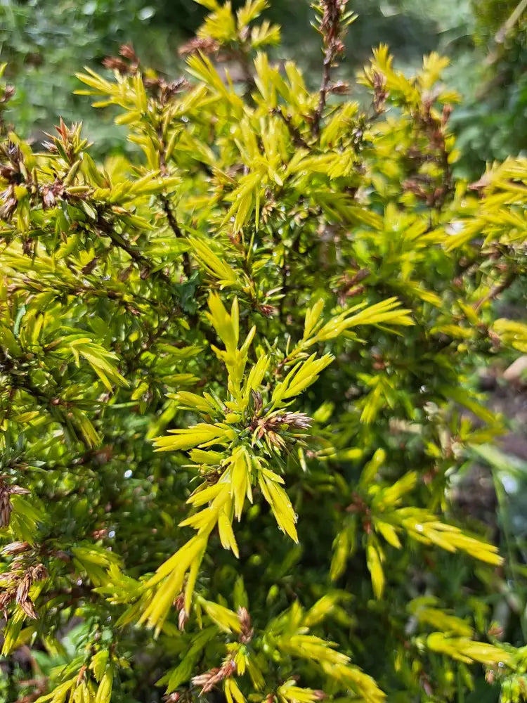 Juniperus Communis ’Gold Cone’ (Gold Cone Juniper)