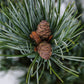 Pin alb japonez - Pinus parviflora 'Glauca' - 35 cm