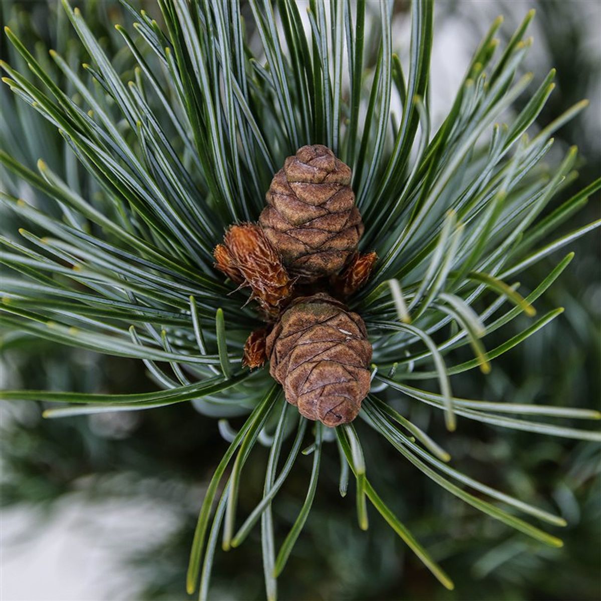 Pin alb japonez - Pinus parviflora 'Glauca' - 35 cm