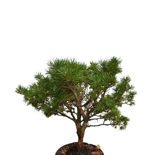 Pinus banksiana 'Manomet' - 50-60 cm