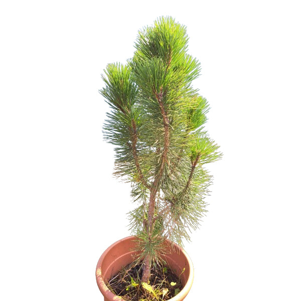 Pinus nigra 'Green Tower' 90-100 cm