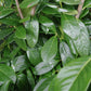 Pachet 10 bucati - Gard Viu - Laur englezesc "Novita" - Prunus laurocerasus" Novita - 80 cm