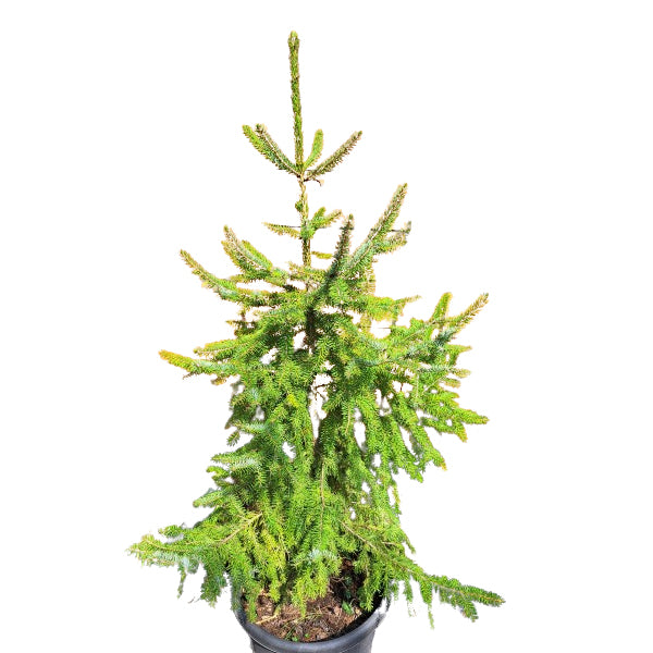 Molid sarbesc - Picea omorika - 1,2 m