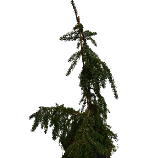 Picea omorika 'Pendula' - 80-100 cm