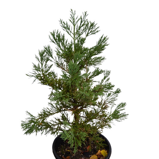 Sequoiadendron giganteum 'Philip Curtis' - 50-60 cm