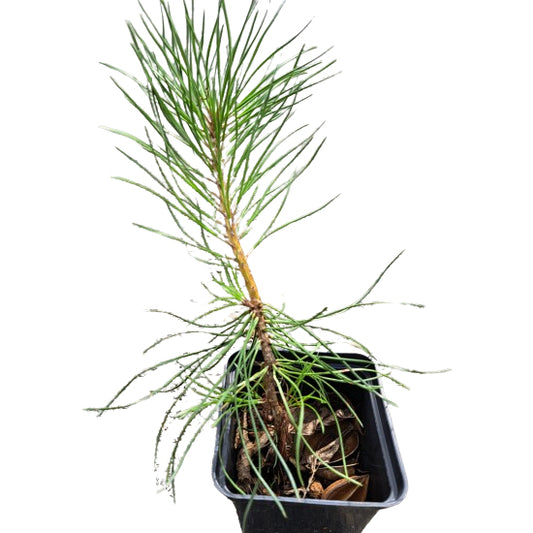 Pinus sylvestris 15-20 cm - Pin scotian