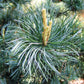 Pin alb japonez - Pinus parviflora 'Glauca' - 35 cm