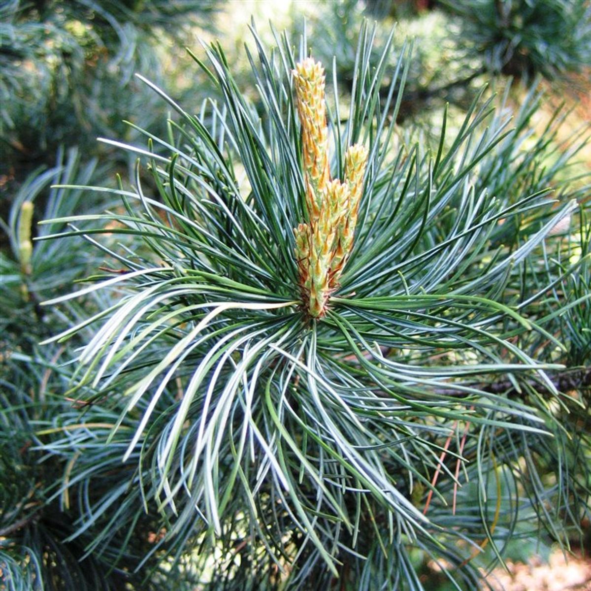 Pin alb japonez - Pinus parviflora 'Glauca' - 35 cm