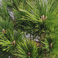 Pinus thunbergii 'Maijima' - Pin negru japonez 'Maijima' 35-45 cm