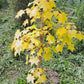 Artar caucazian auriu - Acer cappadocicum 'Aureum'