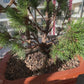 Bonsai Pinus mugo globular 'Varella' - 55 cm
