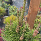 Pinus contorta 'Fastigiata' - 80 cm