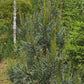 Pinus sylvestris 'Glauca'