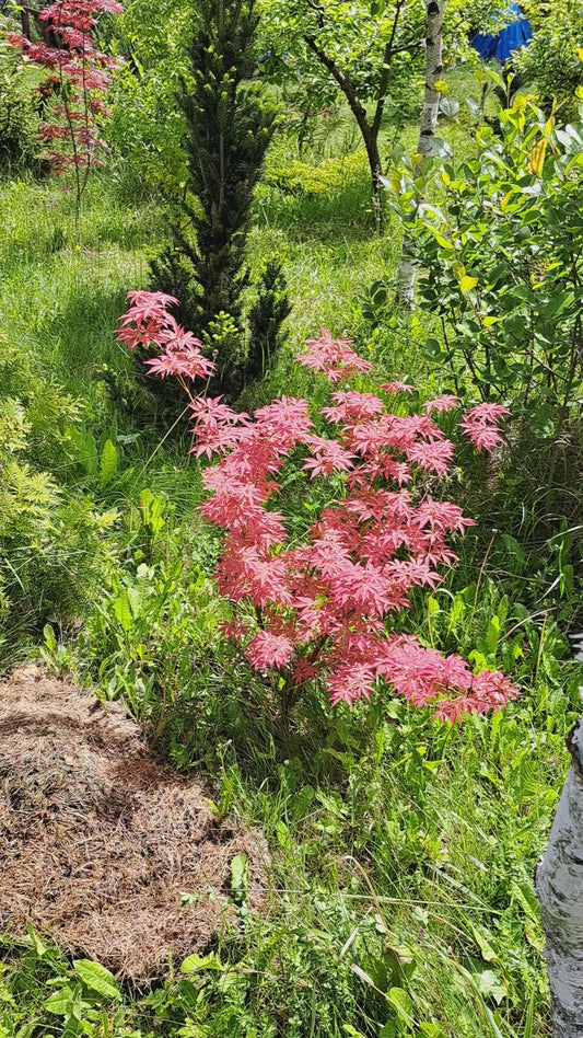 Acer palmatum 'Brandt's Dwarf'