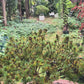 SET Pin alb japonez 'Filip's Blue Diamond' in Ghiveci ciment - Pinus parviflora 'Filip's Blue Diamond'