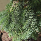 Brad - Abies procera 'Delbar Cascade' - 60-80 cm