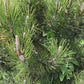 Pinus leucodermis 'Compact Gem'