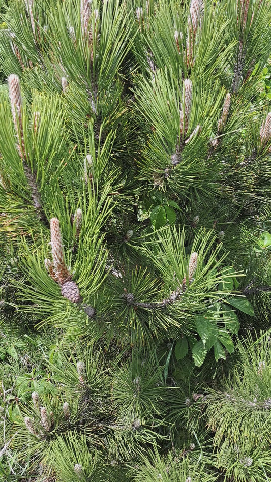 Pinus leucodermis 'Compact Gem'