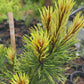 Pin mugo 'Rositech' - 50 cm
