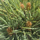 Pinus ponderosa 'Tasha'