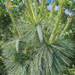 Pinus x schwerinii 'Wiethorst' - 35-40 cm