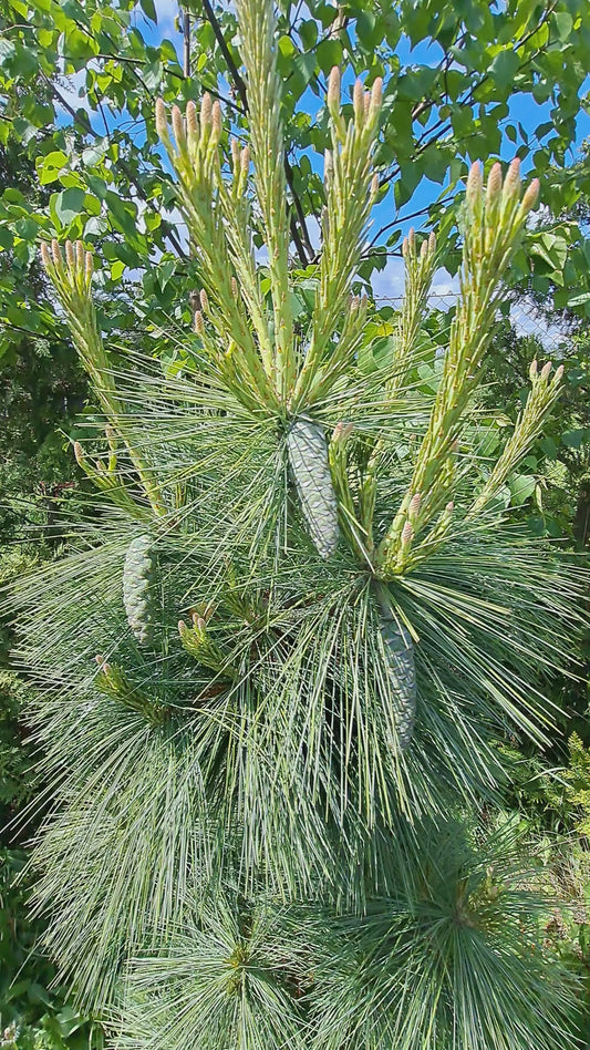 Pinus x schwerinii 'Wiethorst'