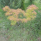 Artar japonez 'Koto-no-ito' - Acer palmatum 'Koto-no-ito'