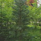 Arborele mamut Sequoia selectie albastra - Sequoiadendron giganteum Glaucum