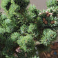 Pinus parviflora 'Kin-Po' - 25-28 cm