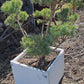 Pinus sylvestris Watereri - Niwaki