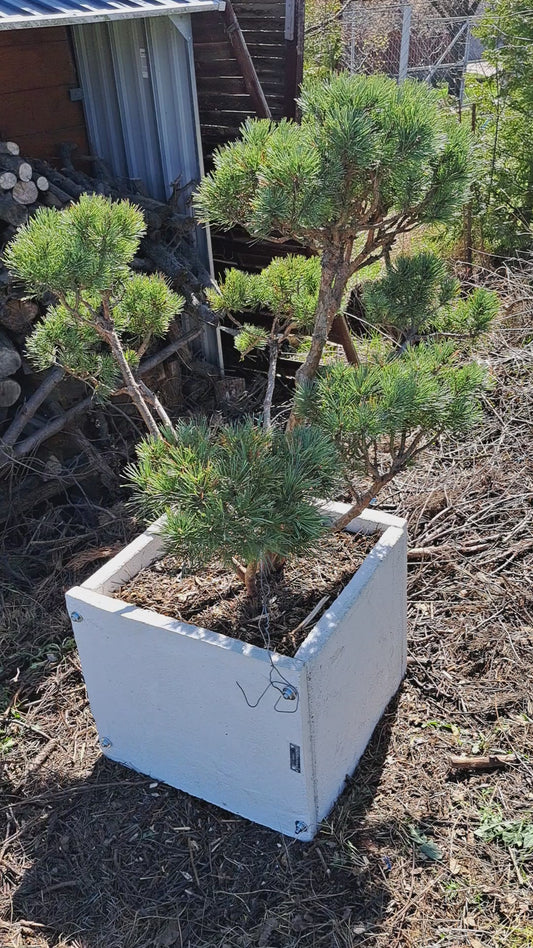 Pinus sylvestris Watereri - Niwaki