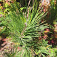 Pinus nigra 'Goldfingers' - 80-90 cm