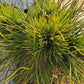 Pinus mugo 'Varella' 20-25 cm